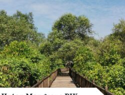 Menyusuri Keindahan Hutan Mangrove PIK