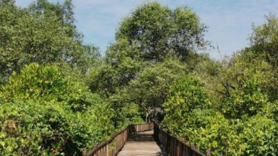 Hutan Mangrove PIK