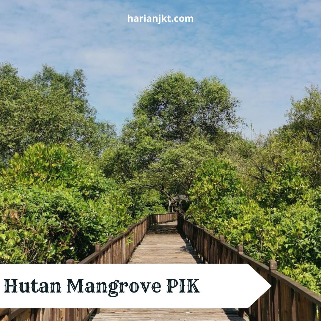 Hutan Mangrove PIK